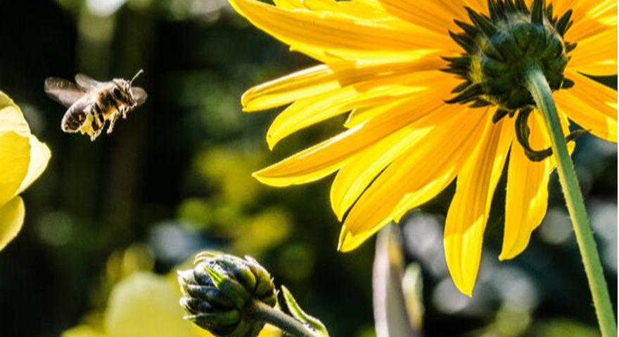 A importância das abelhas para o planeta